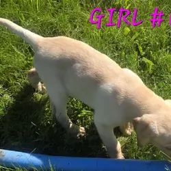 Lab puppy