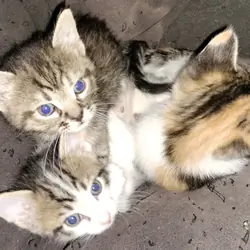 Kittens