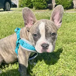 French bulldog puppy