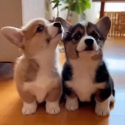 Pembroke Welsh Corgi puppie