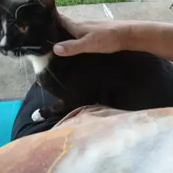Two Cats, NOT for sale