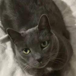 Sylvia, Domestic Gray