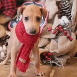 italian greyhounds