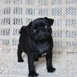 adorable Pug puppies