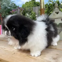 Amazing pure breed Pekingese puppies