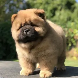 Chow Chow puppies