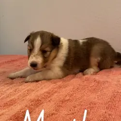 Shetland sheepdog
