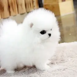 Pomeranian Puppies Ready