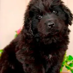 Adorable Newfoundland Puppies