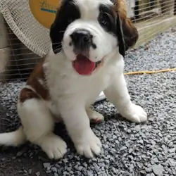 charming Saint Bernard pups
