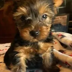 Yorkshire Terrier Puppies