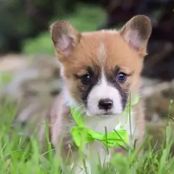 Corgi puppies
