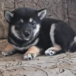 beautiful Shiba Inu puppies!