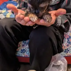 Toy yorkie