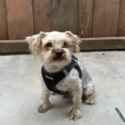 Male Yorkie needs new home