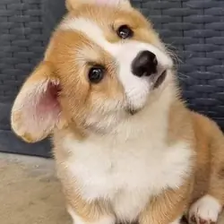 Corgi puppies