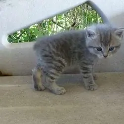 Affectionate American bobtail kittens