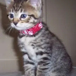 TICA Registered pixie bob kittens