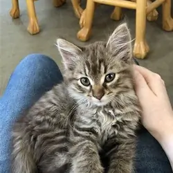 Beautiful Maine Coon Kittens