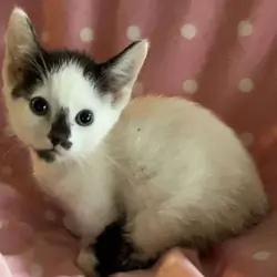 Trained Munchkins Kittens