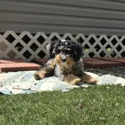 Miniature Bernadoodle