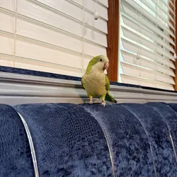 Green Quaker bird