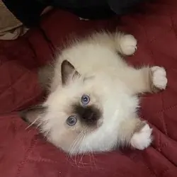 Beautiful Birmans kittens
