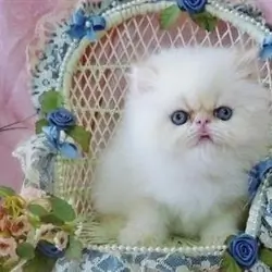 super friendly Himalayan kittens