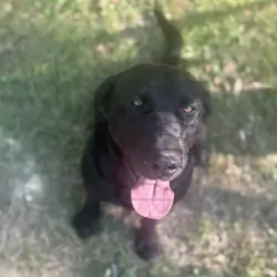 Registered Black Lab