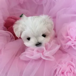 💗Gorgeous Korean maltese baby girl 💗