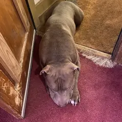 Pitbull puppies