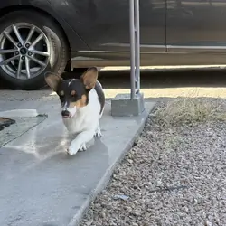 Female corgi puppy
