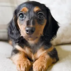 Mini Dachshunds