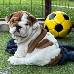 Chunky English Bulldog pups