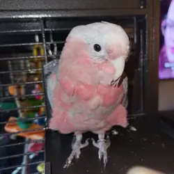 Galah Parrot