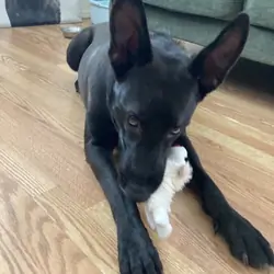 Black Dutch shepherd