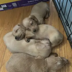 Dachshund puppies