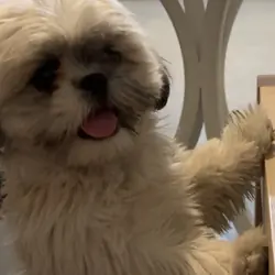 Shih Tzu