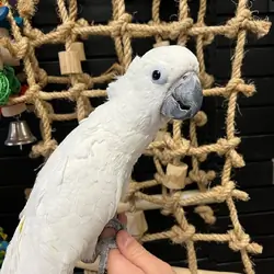 White Cockatoo – Young & Social – Comes With Cage