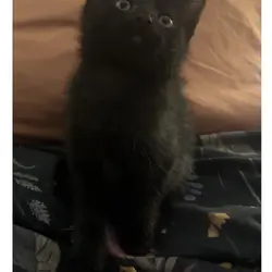 9-10 Week old Kittens