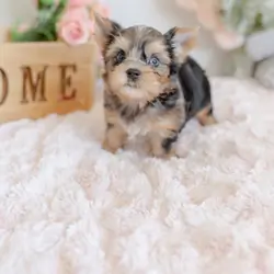 Female Yorkie Puppy Available