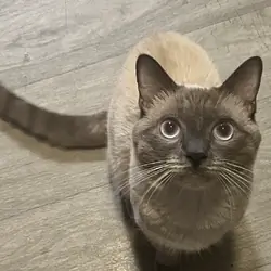 Traditional Siamese Cat (Male) YUKI