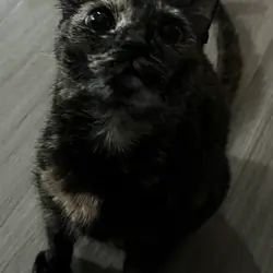 Tortoiseshell Tabby Cat (Female)