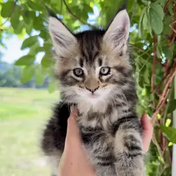 Honey-TICA Registered, Maine Coon Kitten