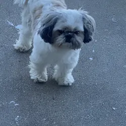 Male Shih Tzu
