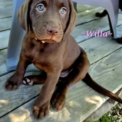 Chocolate labrador puppies