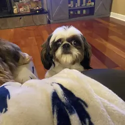 Male Shih Tzu for adoption
