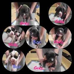 Pitbull puppies