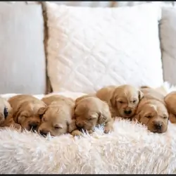 Golden Retriever Puppies