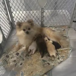 Pomeranian
